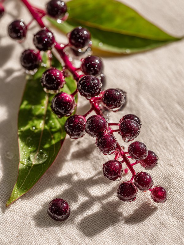 American Pokeweed — ingredient reference image
